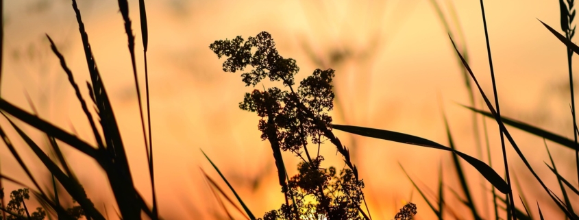 Vereins-Update vom CSC Teuto e.V. 1 Rasen