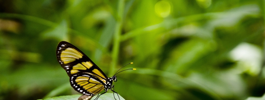 Sucht & Prävention 1 CSC Teuto e.V. – Cannabis Social Club aus Lippe / OWL