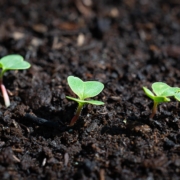 CSC Teuto e.V. – Cannabis Social Club aus Lippe / OWL