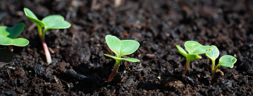 CSC Teuto e.V. – Cannabis Social Club aus Lippe / OWL