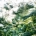 CSC Teuto e.V. – Cannabis Social Club aus Lippe / OWL
