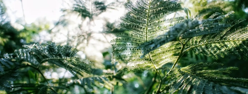 CSC Teuto e.V. – Cannabis Social Club aus Lippe / OWL